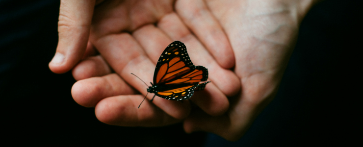 Hands holding a monarch butterfly
